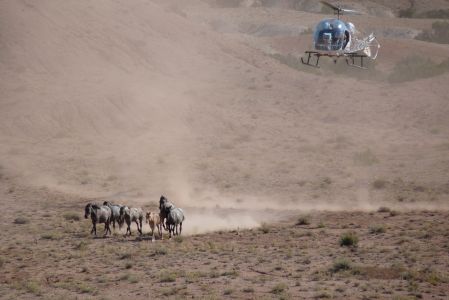 Desert Horses Rounded Up- Pryors 2009, Elyse Gardner photo